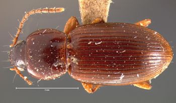 Media type: image;   Entomology 5650 Aspect: habitus dorsal view